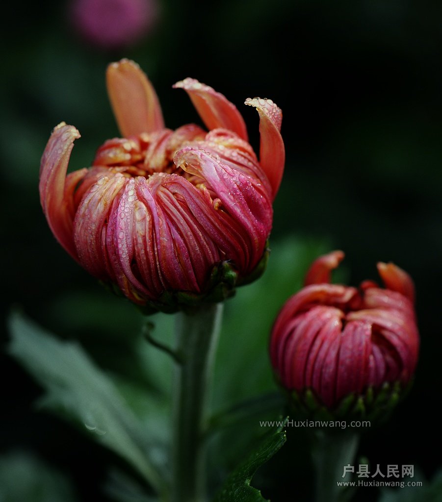 DSC_1344.JPG