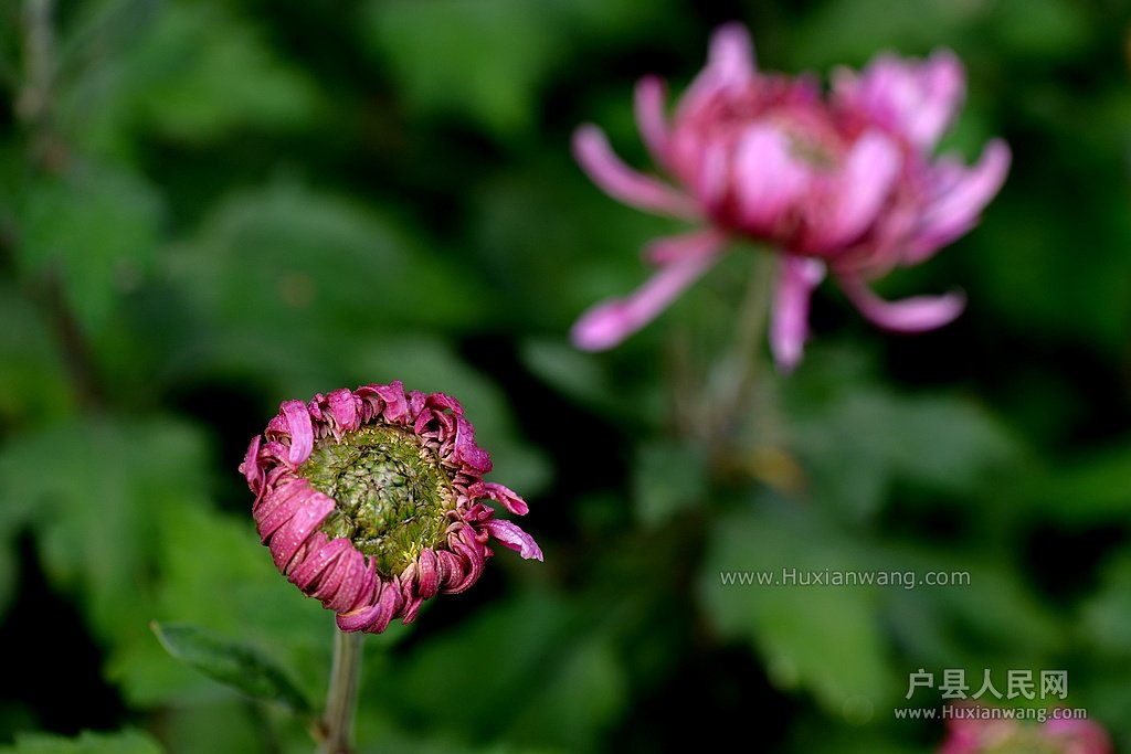 DSC_1377.JPG