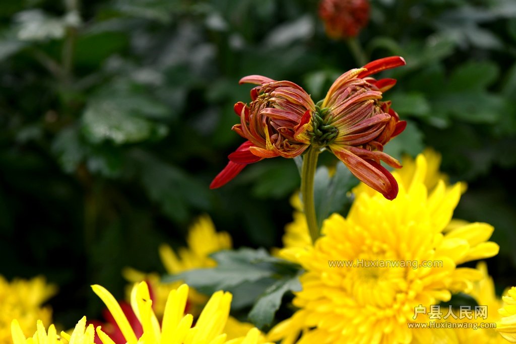 DSC_1385.JPG
