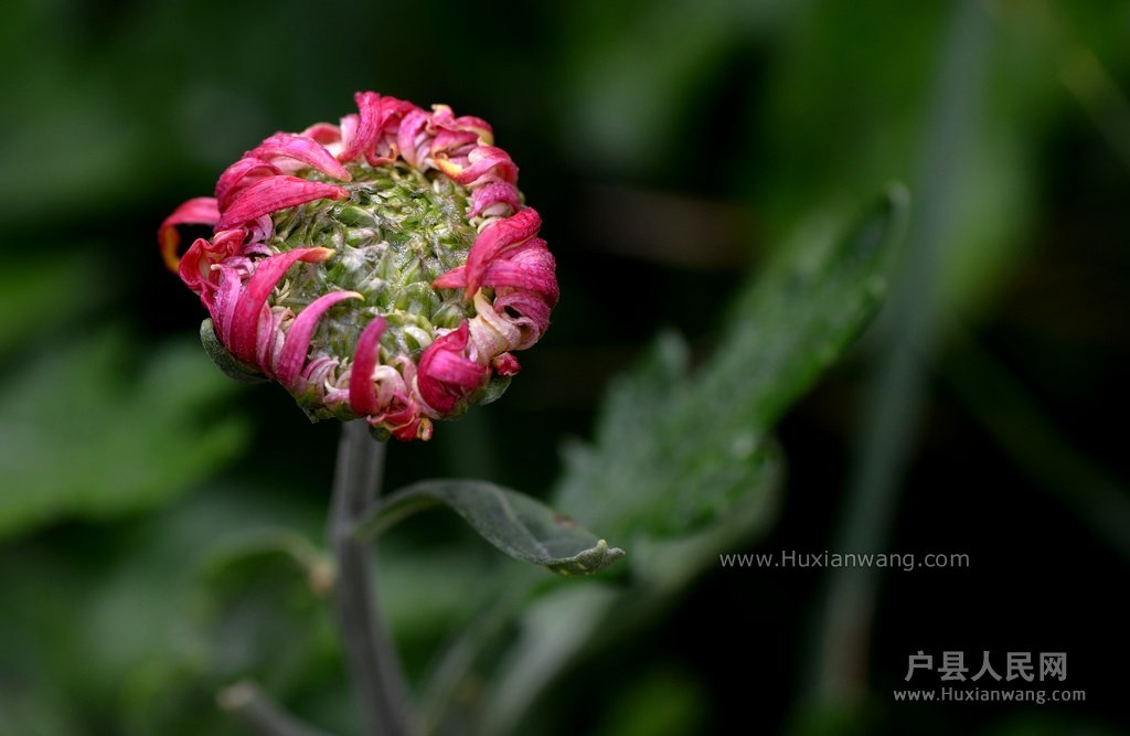 DSC_1393.JPG