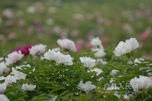 DSC_0088.JPG