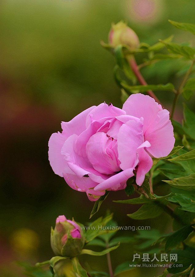 DSC_1758_.jpg