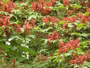 psb (19).jpg