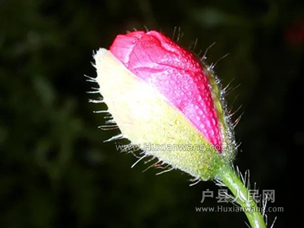 psb (2).jpg