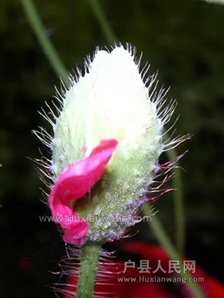 psb (10).jpg