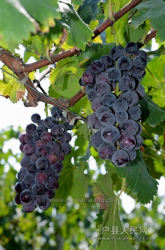   ԰ (17)_С.jpg