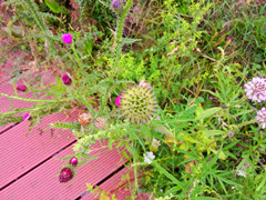 IMG20140823075501_.jpg