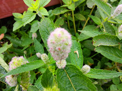 IMG20140823075411_.jpg