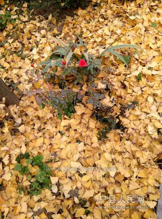IMG_20141121_085305.jpg