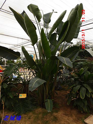nEO_IMG_DSCI2929.jpg