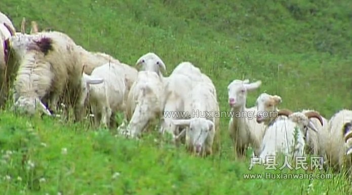 户县提供纯天然鲜羊奶配送 - 惠安论坛 - 户县网