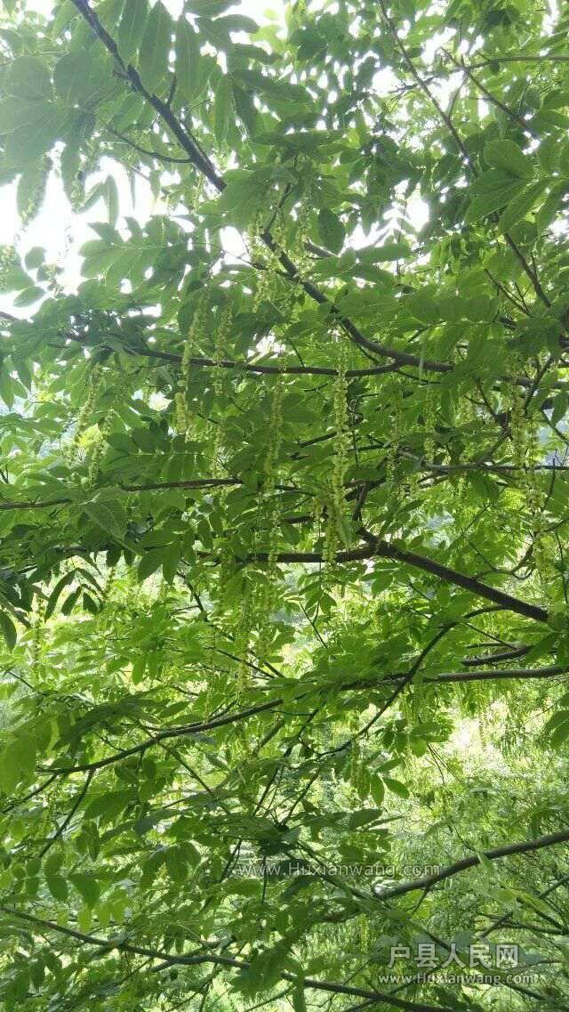 20150602090826.jpg