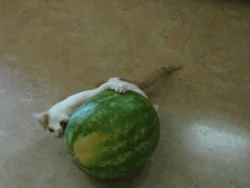 1.gif