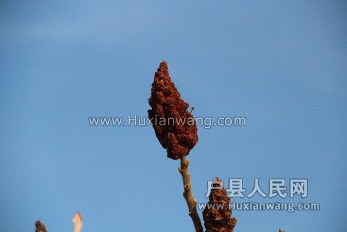 IMG_9923.JPG