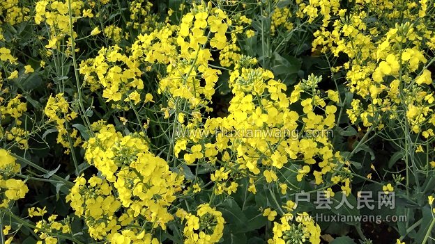 IMG_20160407_172154.jpg