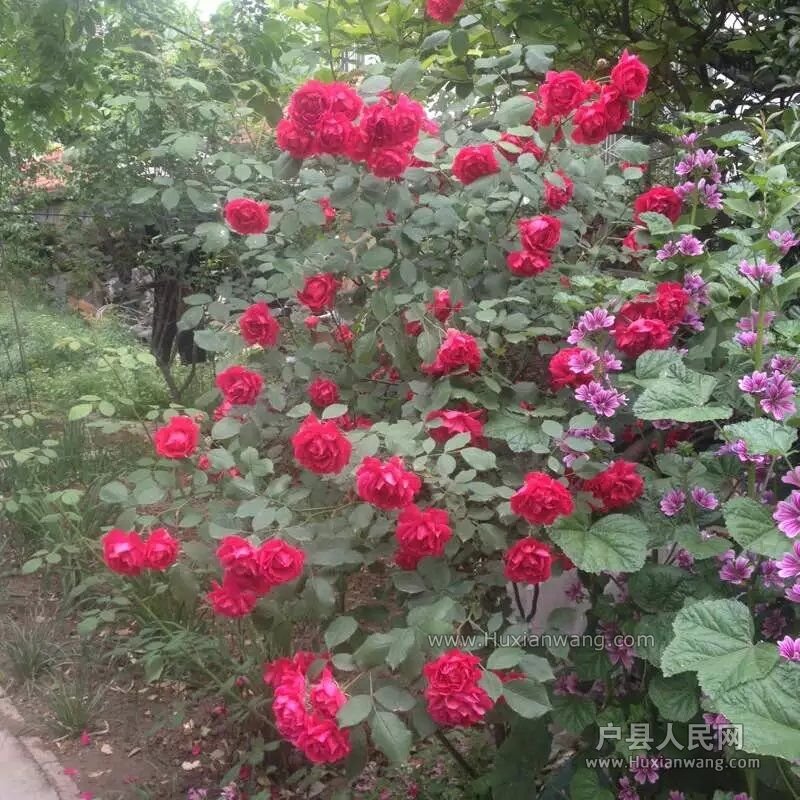 QQͼƬ20160513153527.jpg