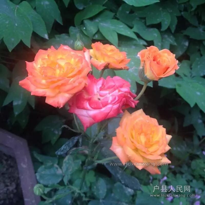 QQͼƬ20160513153603.jpg