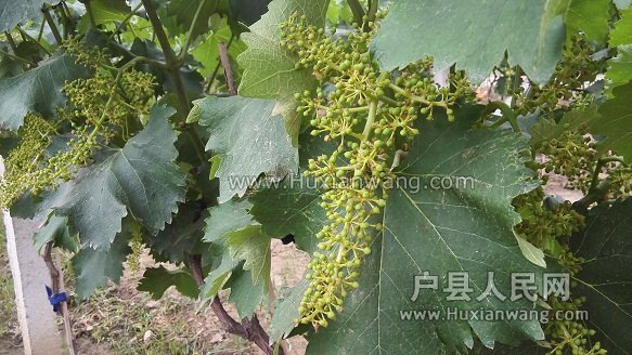 IMG_20160518_072059.jpg