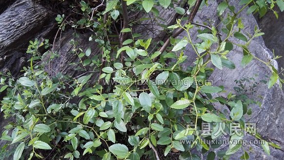 IMG_20160605_190017.jpg