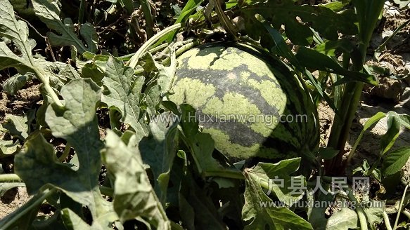 IMG_20160616_144529.jpg