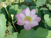 IMG_20160706_073813.jpg_.jpg