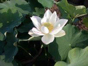 IMG_20160706_072011.jpg_.jpg
