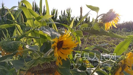 IMG_20160717_070046.jpg