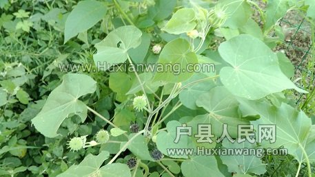 IMG_20160720_185338.jpg