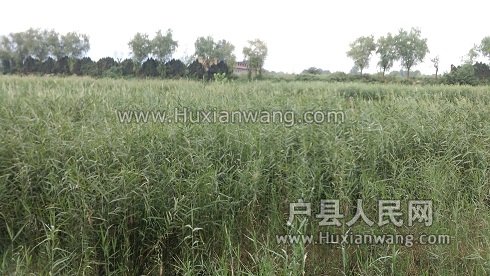 IMG_20160904_071401.jpg