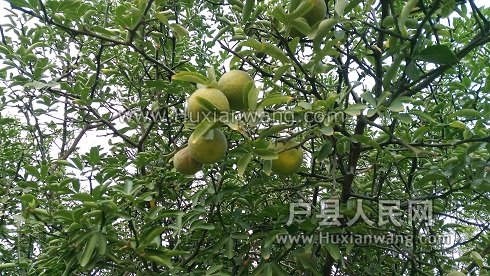 IMG_20160907_064454.jpg
