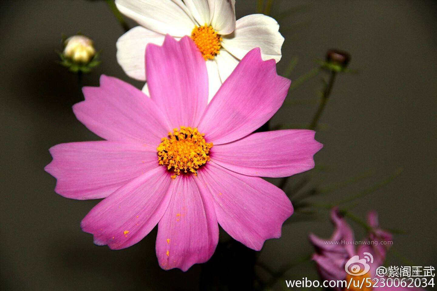 img-f70cdc639232ddb7176de15fa9d1a33e.jpg