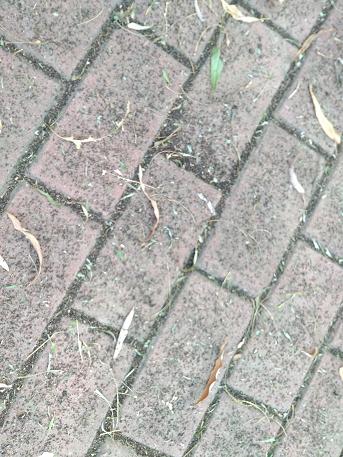 IMG_20161003_073248.jpg