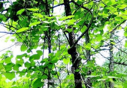 20160505061035_a5d0491ef4ec956488c94012555bf89e_1.jpeg