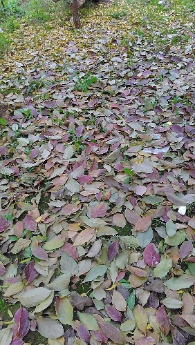 IMG_20171105_101642.jpeg