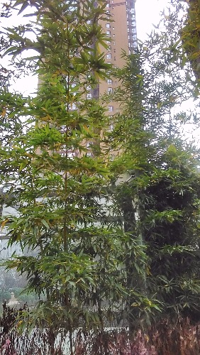 IMG_20171129_095846.jpeg