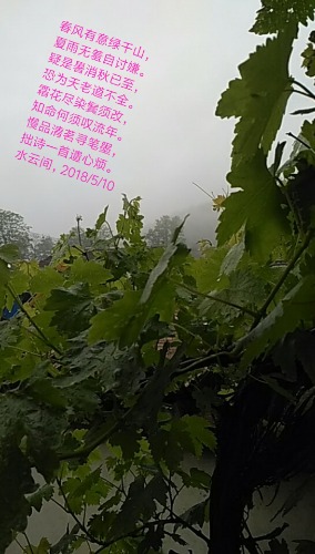 mmexport1526022212678.jpg