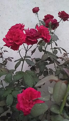 wx_camera_1532866277808.jpg