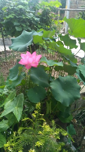 IMG_20180729_082139.jpg