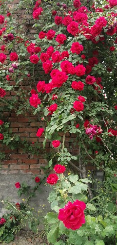 IMG_20190505_104029.jpg