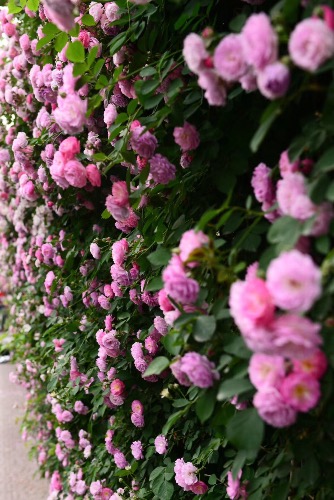3E5363DA-79EC-4324-A44B-AA8938059909.jpeg