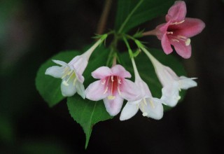 2001029181.jpg