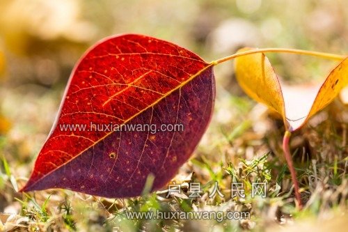 11-34-18-yiye_zhiqiu-001.jpg