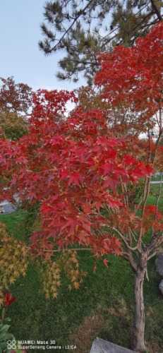IMG_20221017_175236.jpg