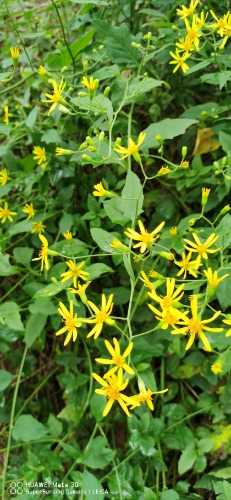 IMG_20221013_165419.jpg