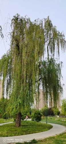 IMG_20230417_070700.jpg