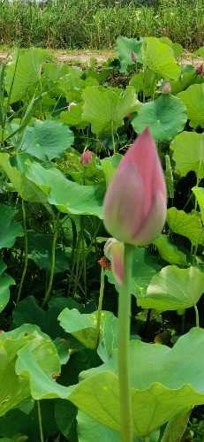IMG_20230724_113426.jpg