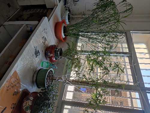 IMG_20240802_110633.jpg