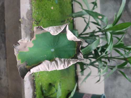 IMG_20240826_072518.jpg