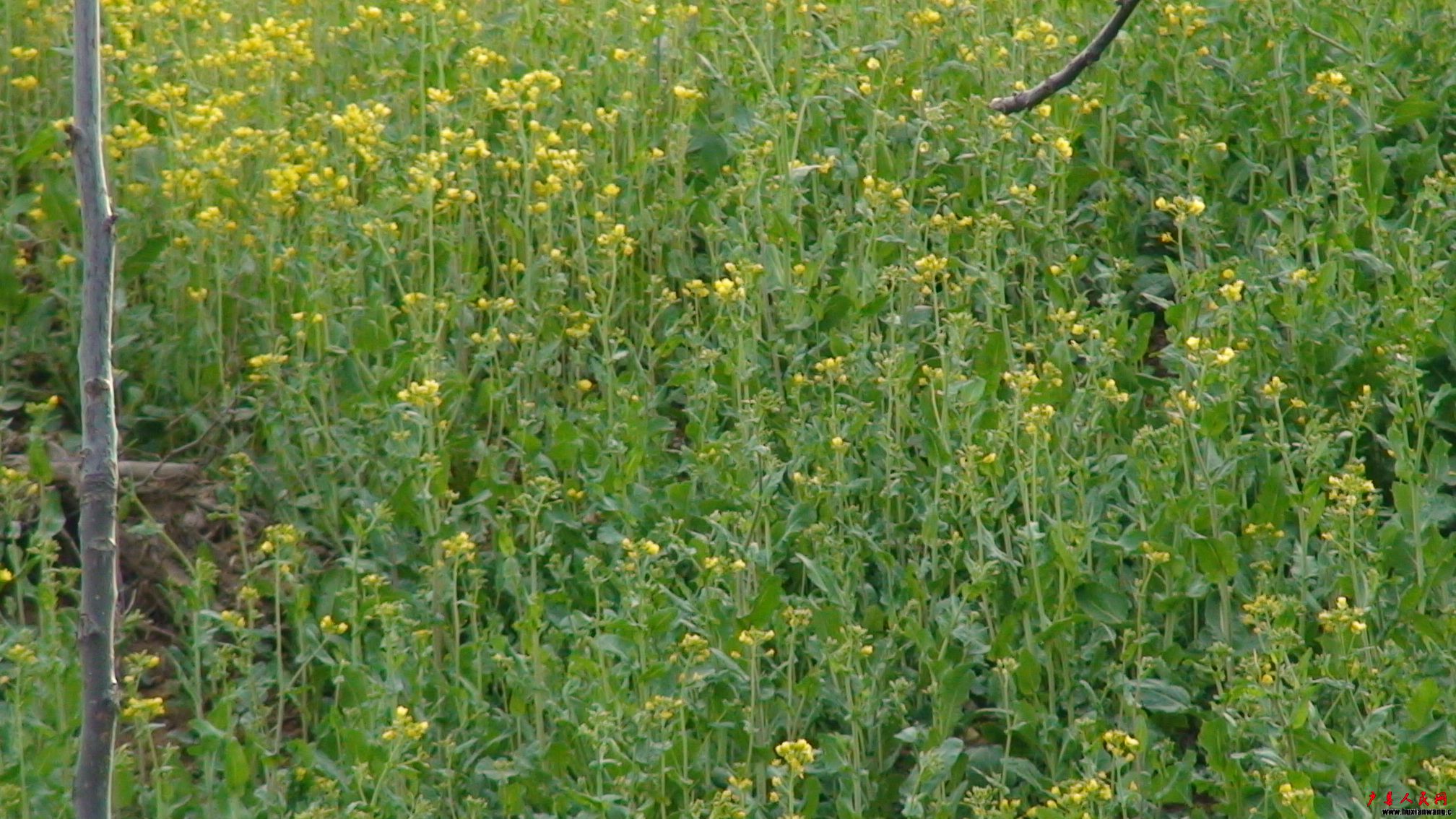 DSC00651.JPG