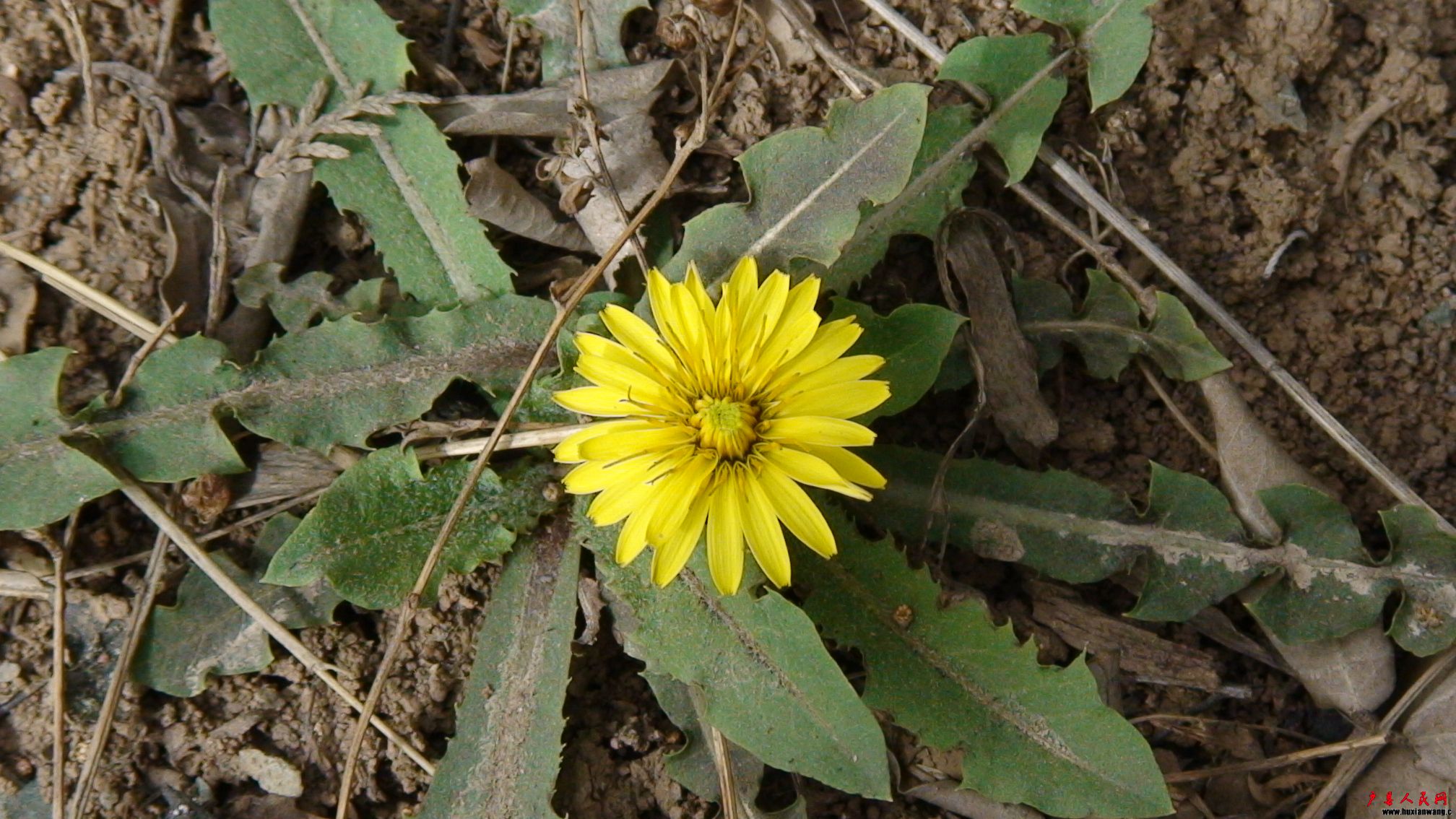 DSC00666.JPG
